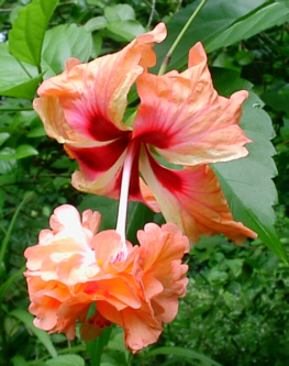 pretty1.jpg (69555 bytes)