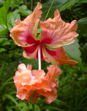 pretty2.jpg (80117 bytes)